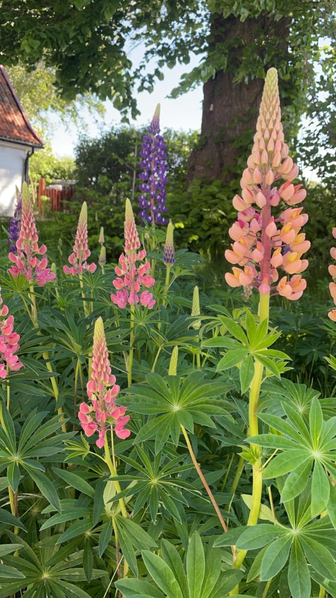 Trennegården B&B Mjöhult Eksteriør billede